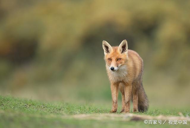 狐狸通常是给人一种很狡猾的感觉,有一条长长的尾巴