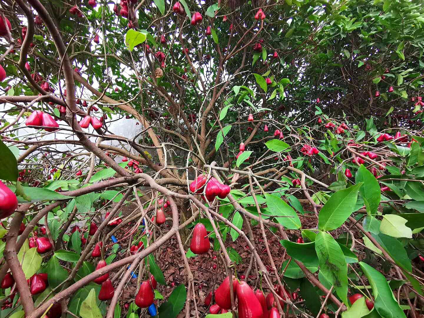 满树硕果累累的果实,红遍了果园的莲雾掉一地真为农民伯伯心疼.