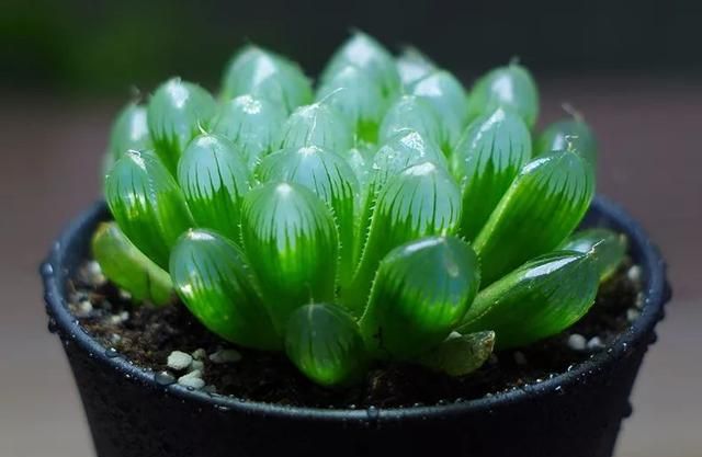几个小窍门养玉露,不徒长不烂根,晶莹剔透