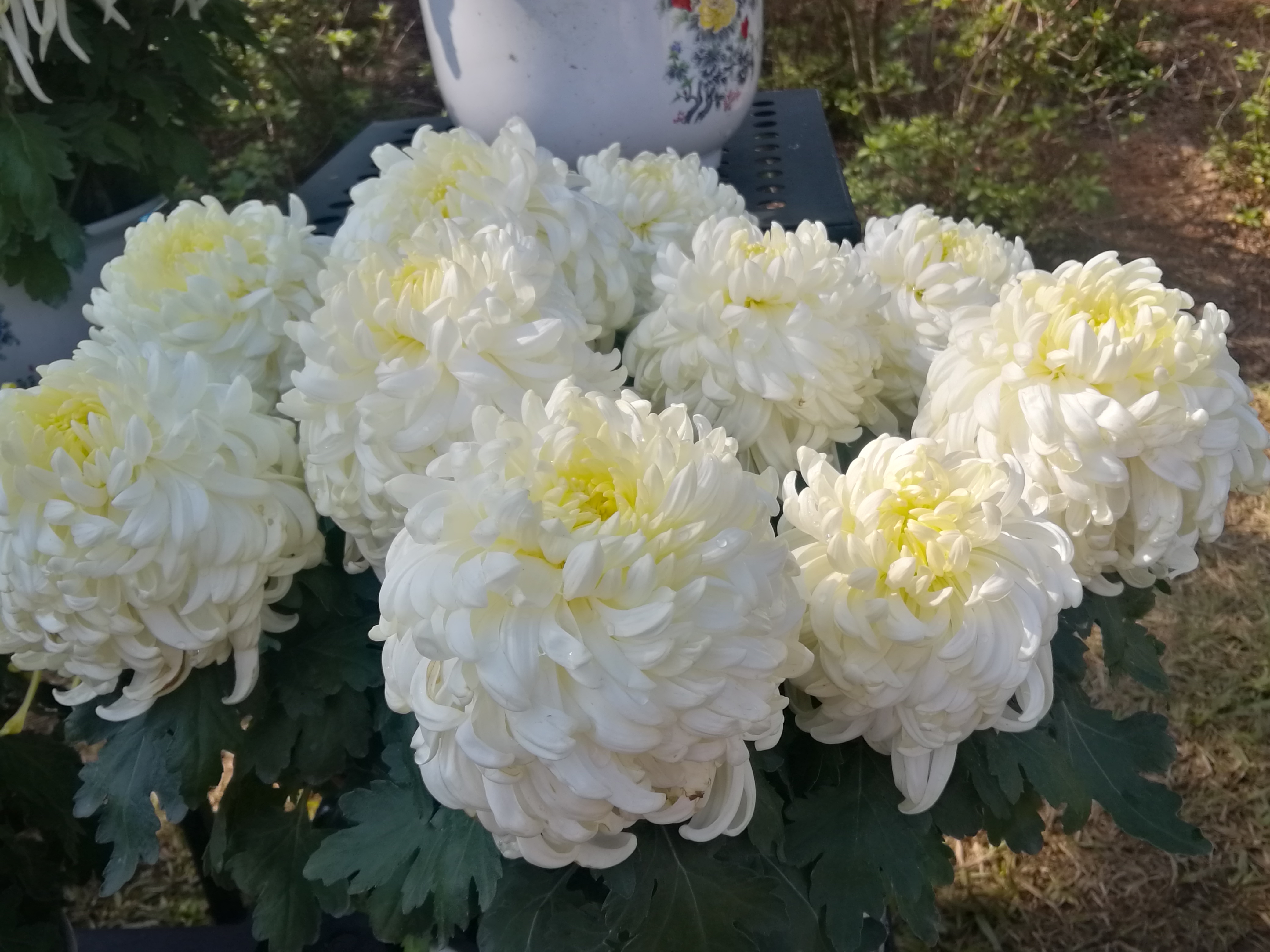 深圳东湖公园菊花展:富贵菊花语:富贵荣华,繁茂兴盛