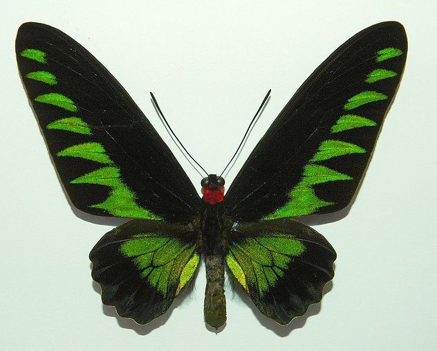 动物知识普及——红颈鸟翼凤蝶