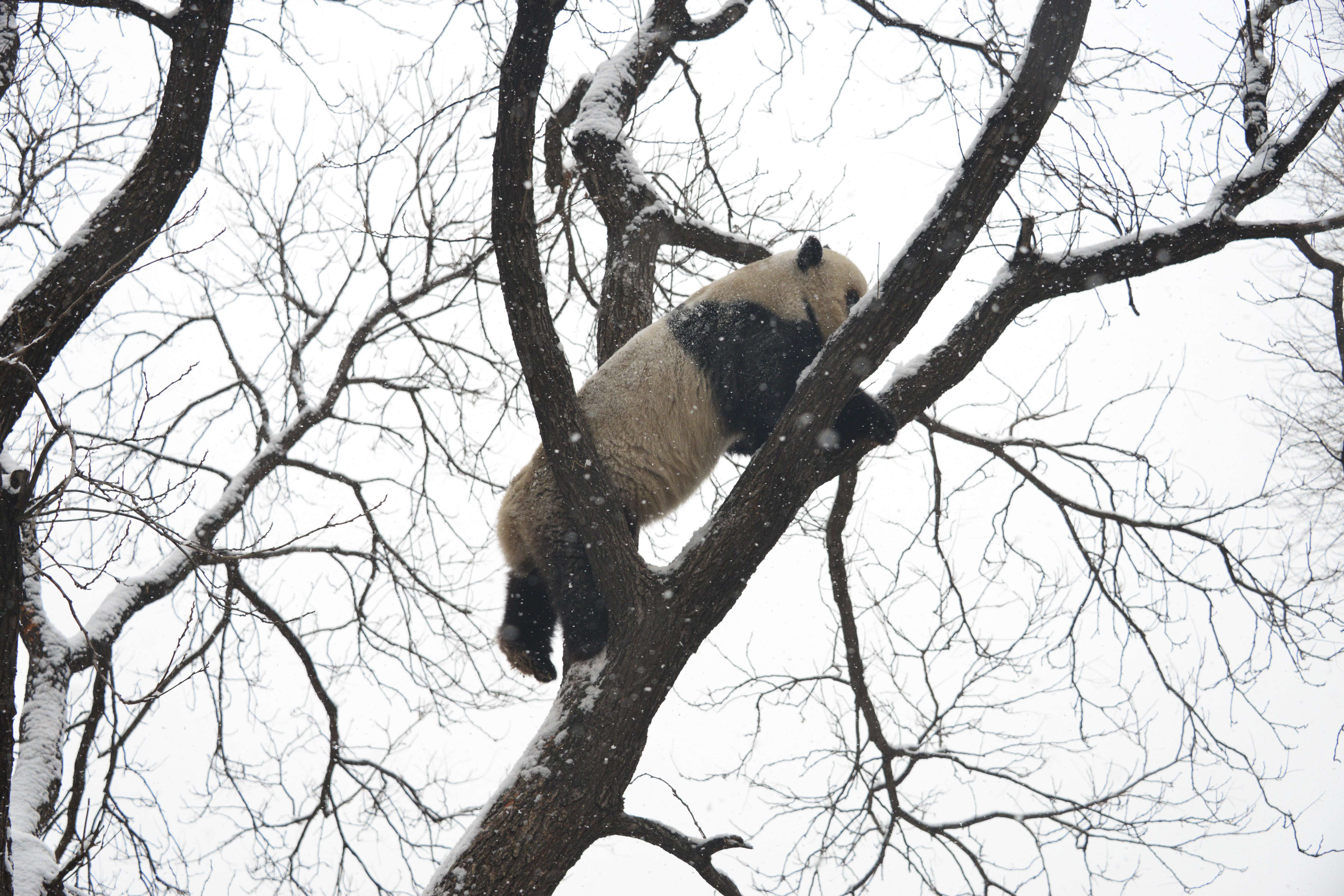 熊猫爬树下不来图片