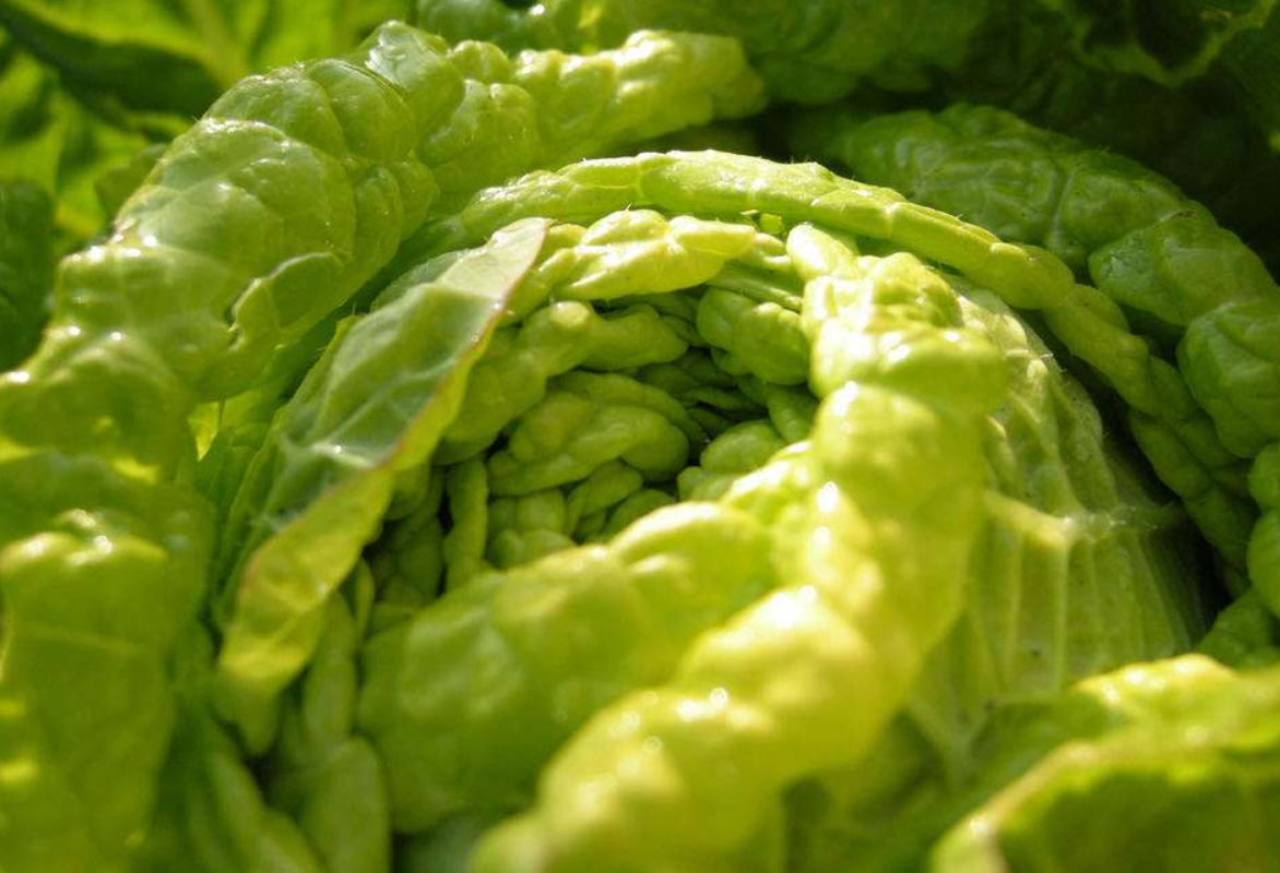 山东蔬菜特产白菜. - 2020年最新商品信息聚合专区 - 百度爱采购