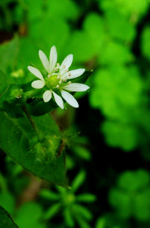 农村这种"天鹅草",能治牙痛还能治高血压,见到千万别错过!