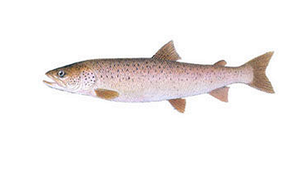 八,白鲟白鲟,又名中国剑鱼,象鱼,中华匙吻鲟,是最大的淡水鱼类.