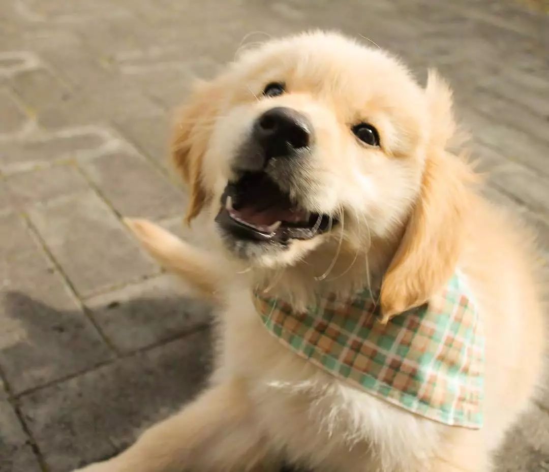 居住在悉尼的小金毛koda,笑起来就是天使的模样