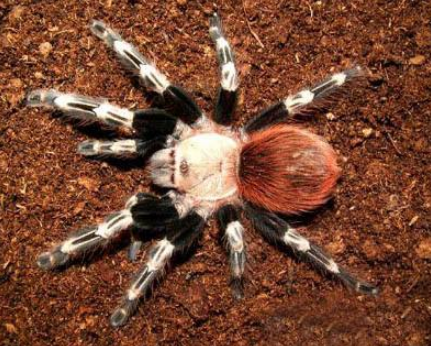 3,巴西红毛蜘蛛的颜色比较好看,这种蜘蛛有着红色的尾巴,而且毛绒绒的