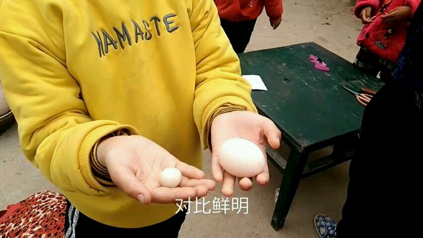 实拍母鸡下蛋,两颗鸡蛋的大小却差很多,一起看看吧