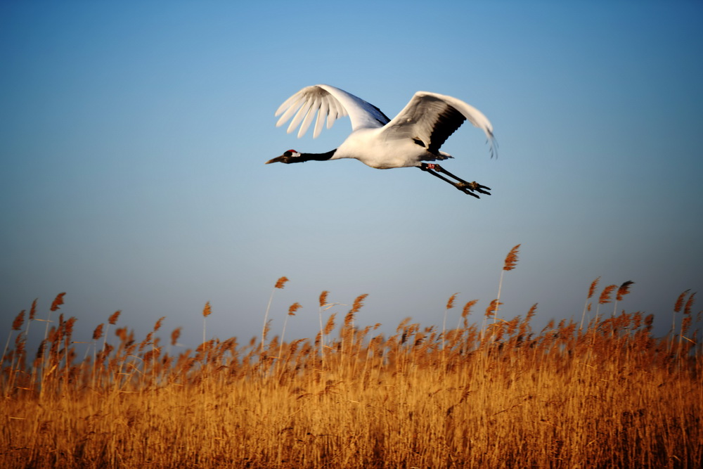 太美!丹顶鹤冰雪中飞翔起舞