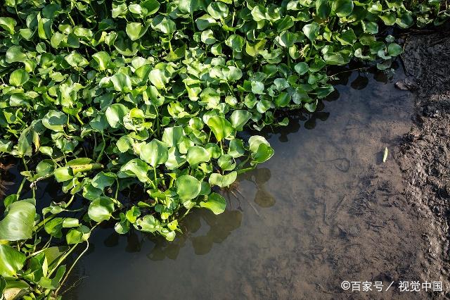 水葫芦茎叶悬垂于水上,蘖枝匍匐于水面.