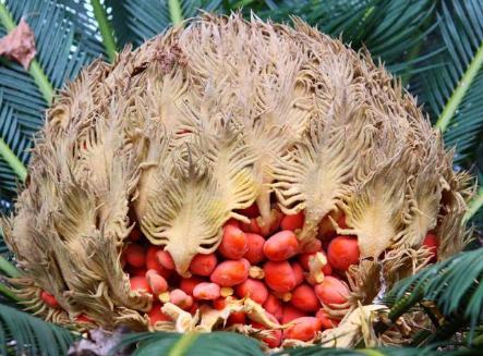 不过凤凰果还有很大的药用功效,有些有钱人求之不得呢,凤凰果还能健脾