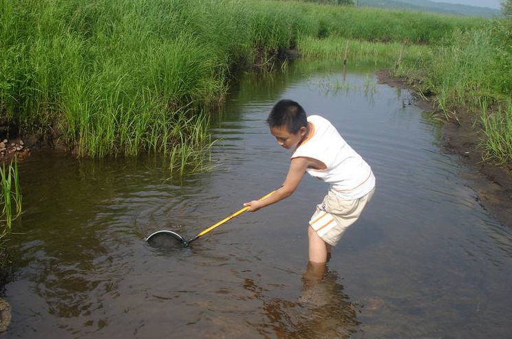 河里最好捉的4种小野鱼,第1种笨得出奇!第3种贪吃,一捉一小桶