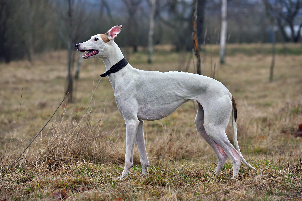 西班牙猎兔犬图片