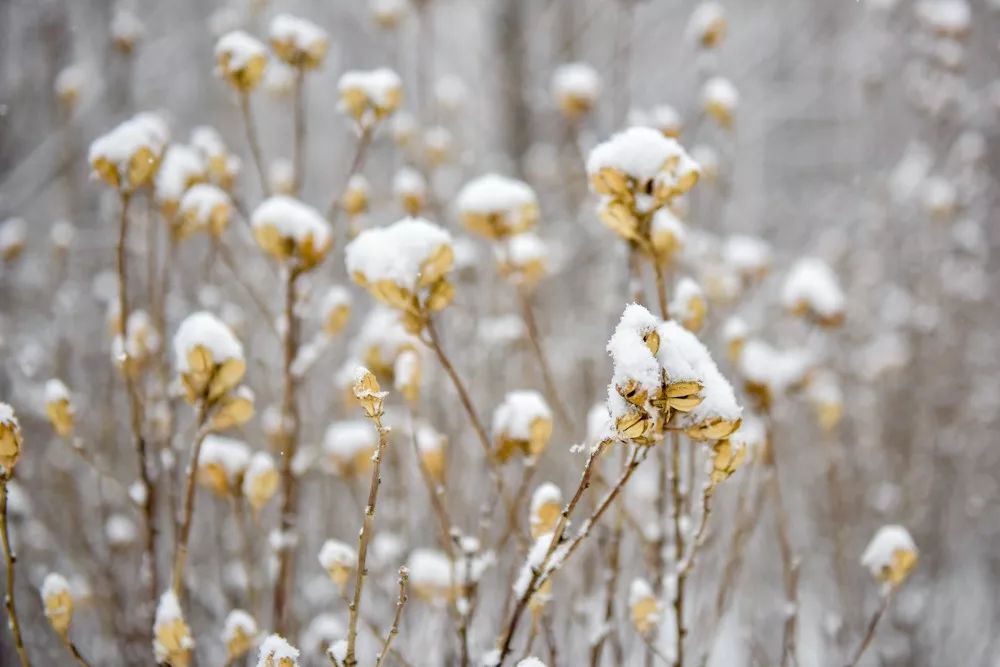 请您欣赏美景:初雪的孝义