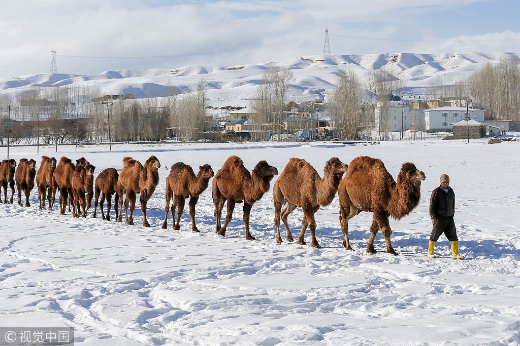 土耳其:当个骆驼容易吗!高山雪地中锻炼耐力