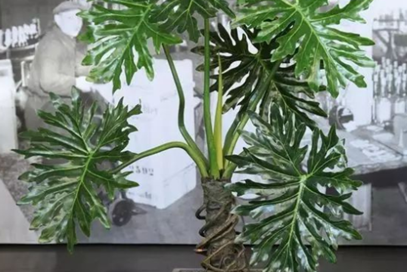 春羽喜高温高湿,耐寒能力差,常以分株和扦插方式繁殖