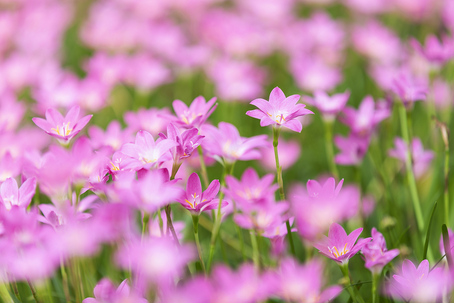 学习风雨花花语,感悟人生哲理 #每日花语# 风雨花花语:坚强勇敢地面对