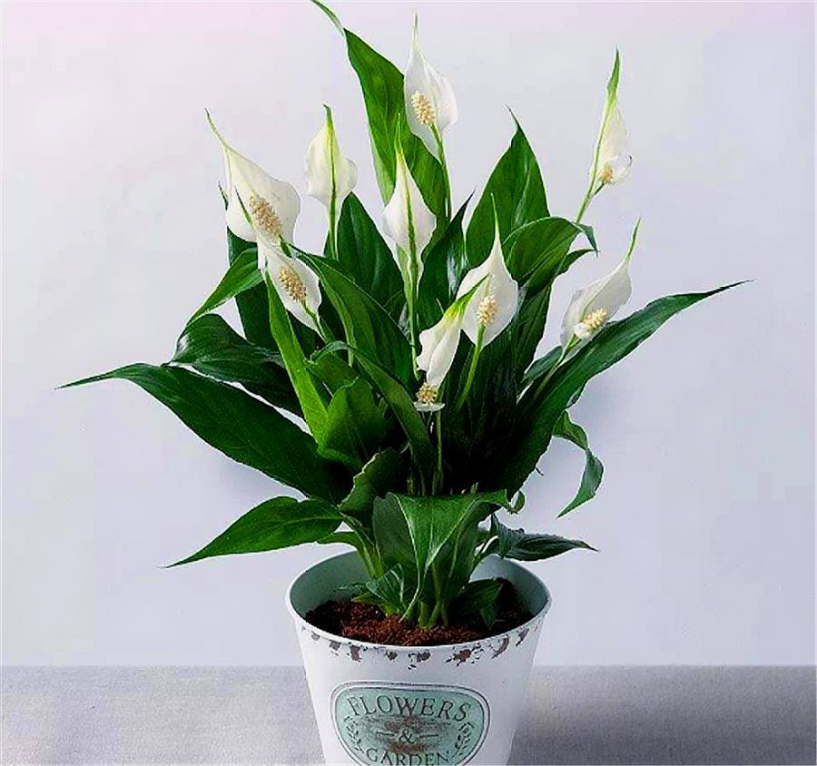 家庭养白掌,从"3个细节"着手,个头蹭蹭长,花朵洁白叶子绿