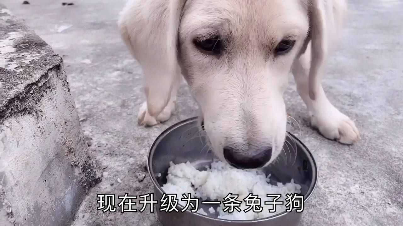 狗粮断粮了,狗子饿得发抖叫,来一道清水煮胡萝卜