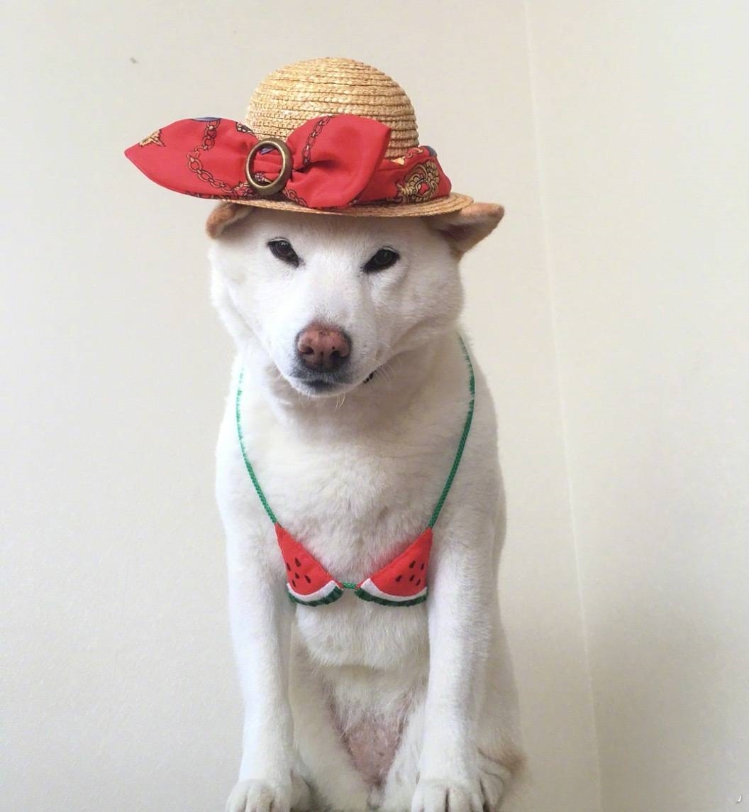 白胖白胖的柴犬,蠢萌蠢萌的,白柴你们喜欢吗?