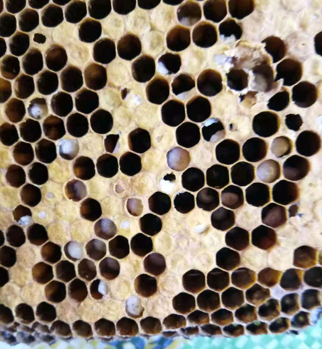 中蜂烂子病的预防和治疗,有种土方不仅成本低而且效果好