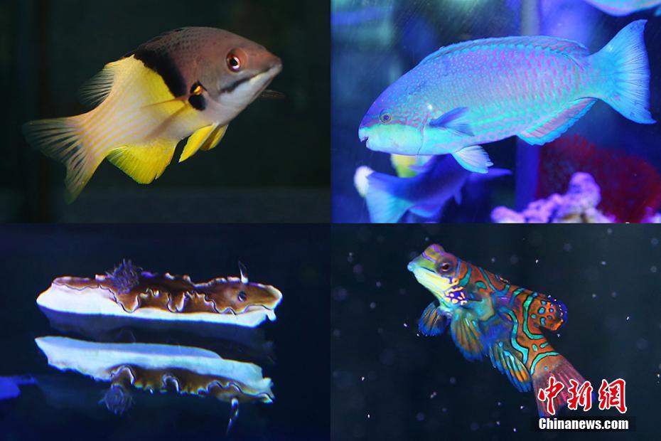 南京海底世界多彩热带鱼亮相 为新年添色