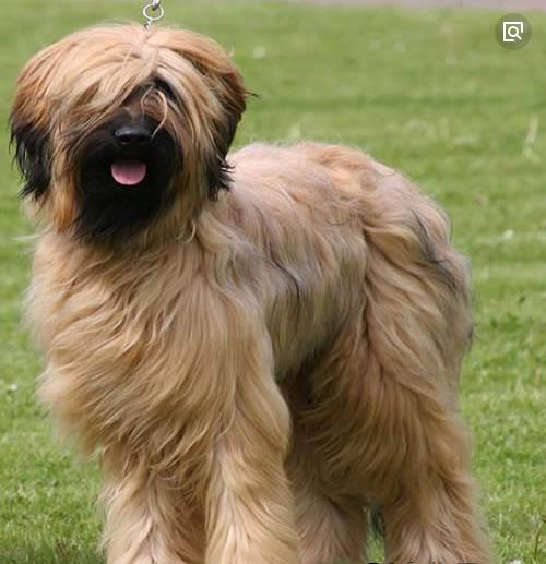 伯瑞犬忠诚而不自私,给主人增添生活情趣