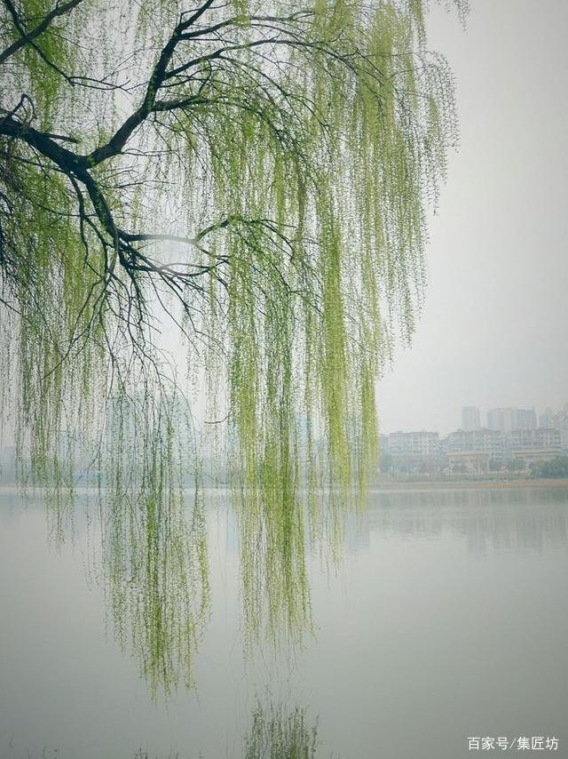 园林名树,杨柳养护赏析:报春之柳知多少?