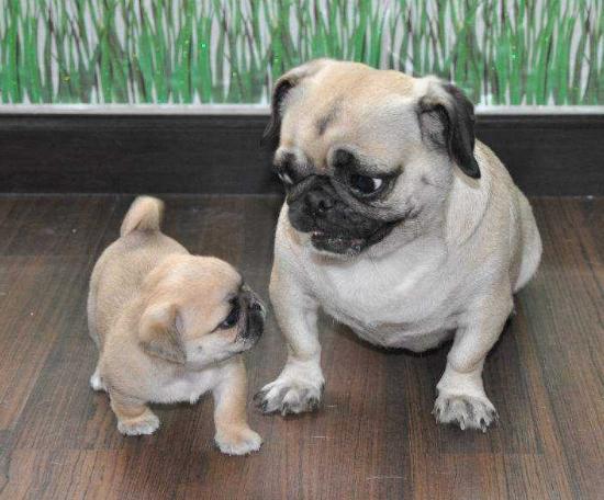 "短腿"柯基和"丑萌"巴哥,各自有吸引人的点,你更喜欢谁