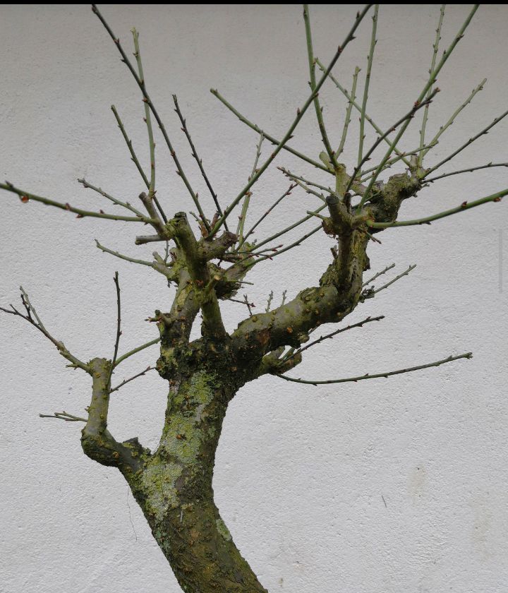 老杏树桩嫁接梅花神啦