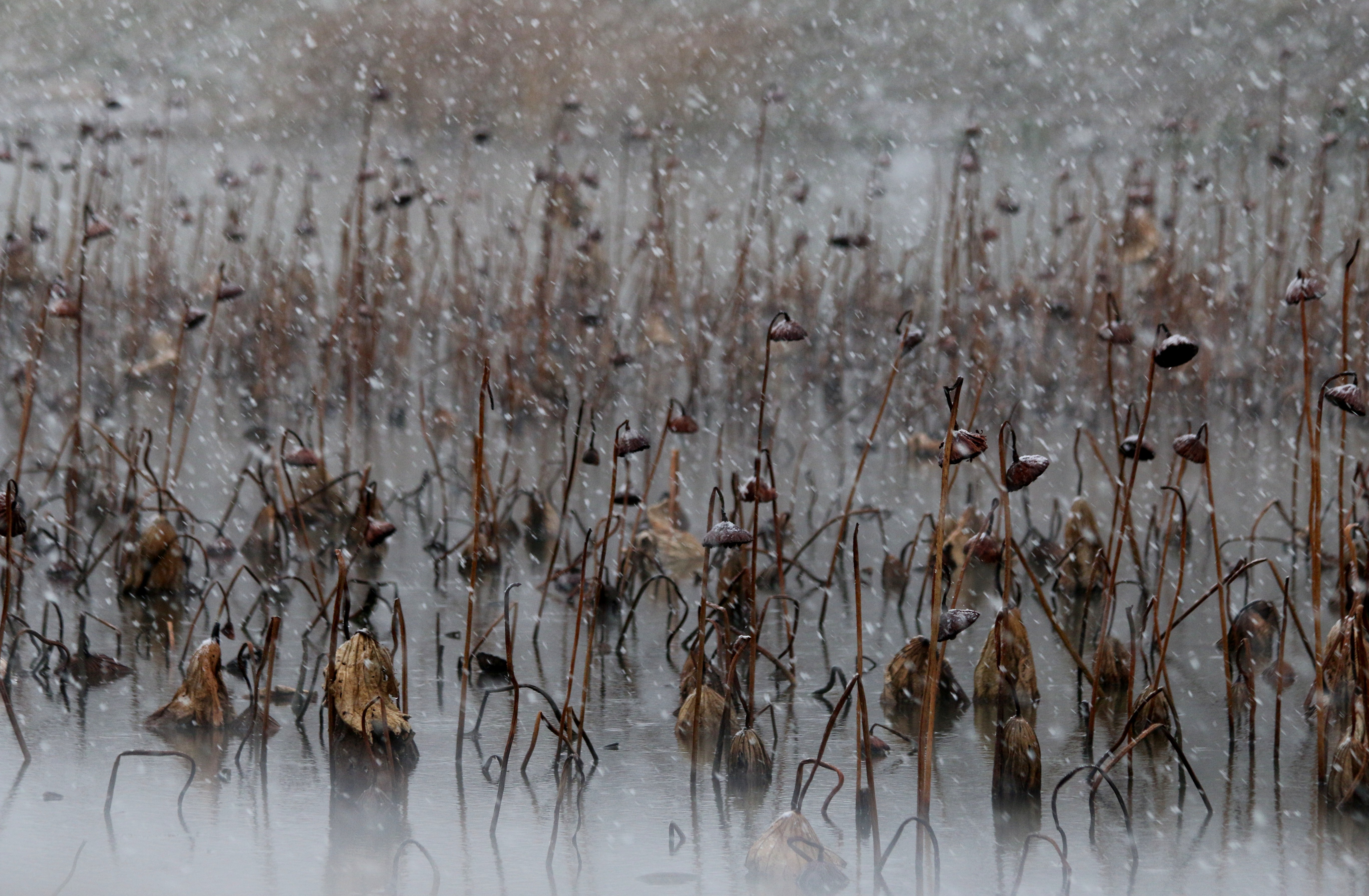 12月5日在山东济宁邹城市大束镇匡衡湖公园拍摄的雪中残荷