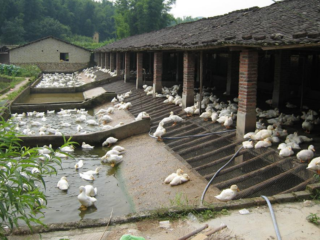 鸭场选址有原则,水源充足是关键,速来学习吧!