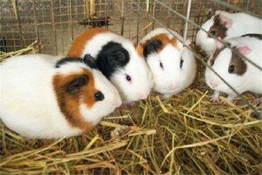 养殖荷兰猪比较容易,做好这几点,随便开个养殖场都能发财