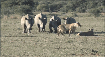 科迪亚克棕熊能单杀一只白犀牛吗?为什么?