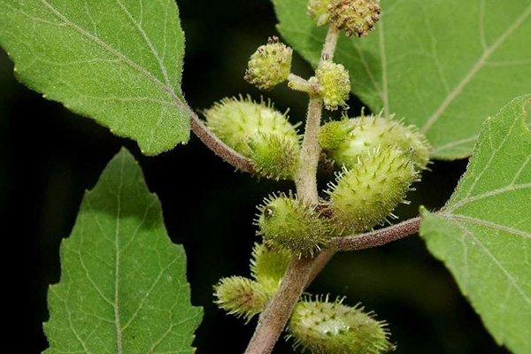 路边常见的野草,用来泡酒喝,或能祛风除湿,改善关节肿胀