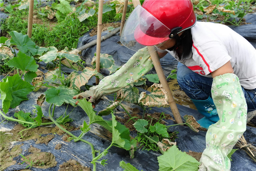 冬瓜好种植,生长周期却长,施好肥可以促进冬瓜生长