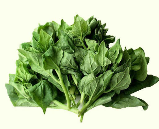 假菠菜是我们这的乡亲们给它俗称,原因是它刚长出来的时候像极了家里