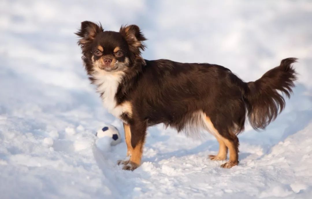不同品种狗狗看到下雪的反应,哈哈哈哈