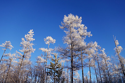 大兴安岭原始森林冬季雪景,树林雾凇,树挂