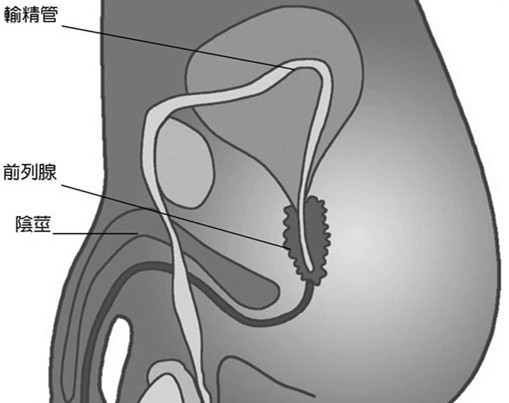 医生:前列腺有"内治""外治",掌握2个"技巧",男人没烦恼