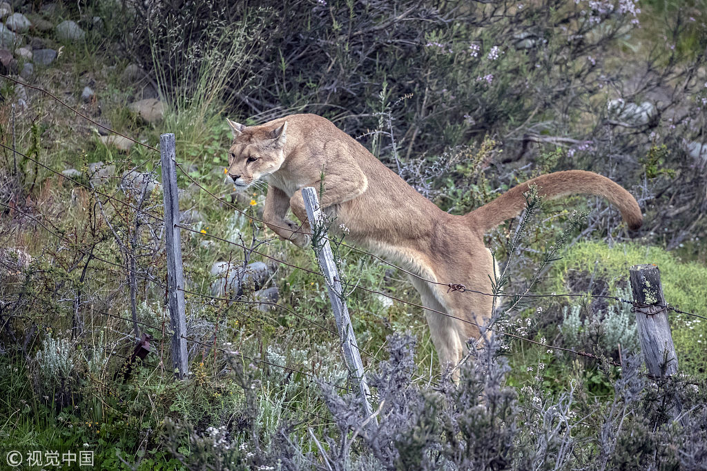 智利美洲狮依次表演优雅跨栏 最后一只反套路穿围栏笑破肚皮