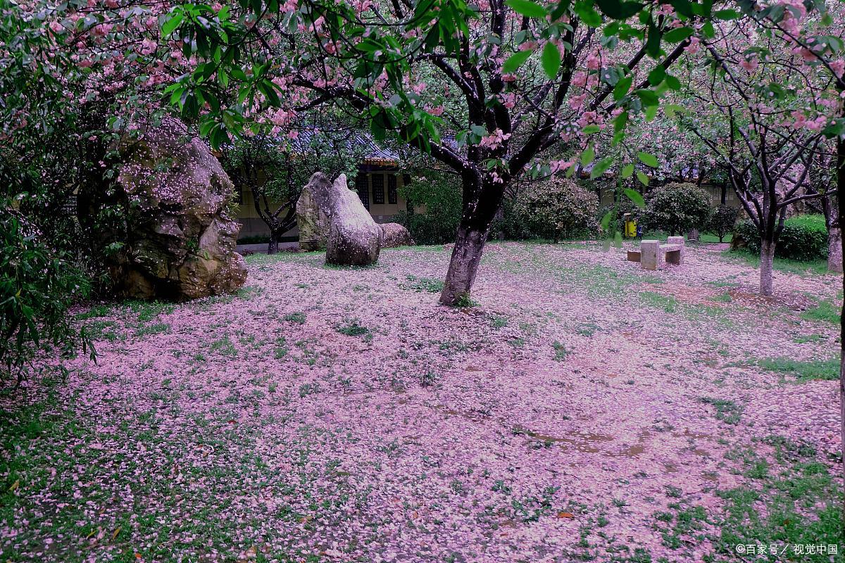 花落花开 法国图片