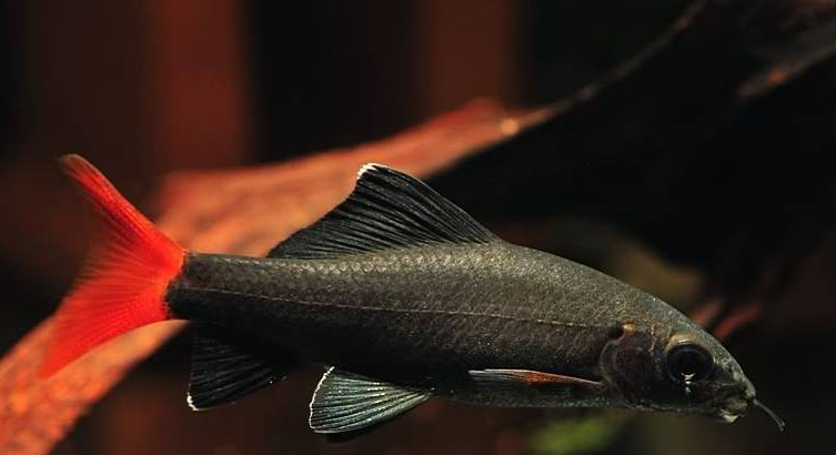 红尾黑鲨性情稍粗暴,对其它鱼类温和,但同种之间却打得厉害!