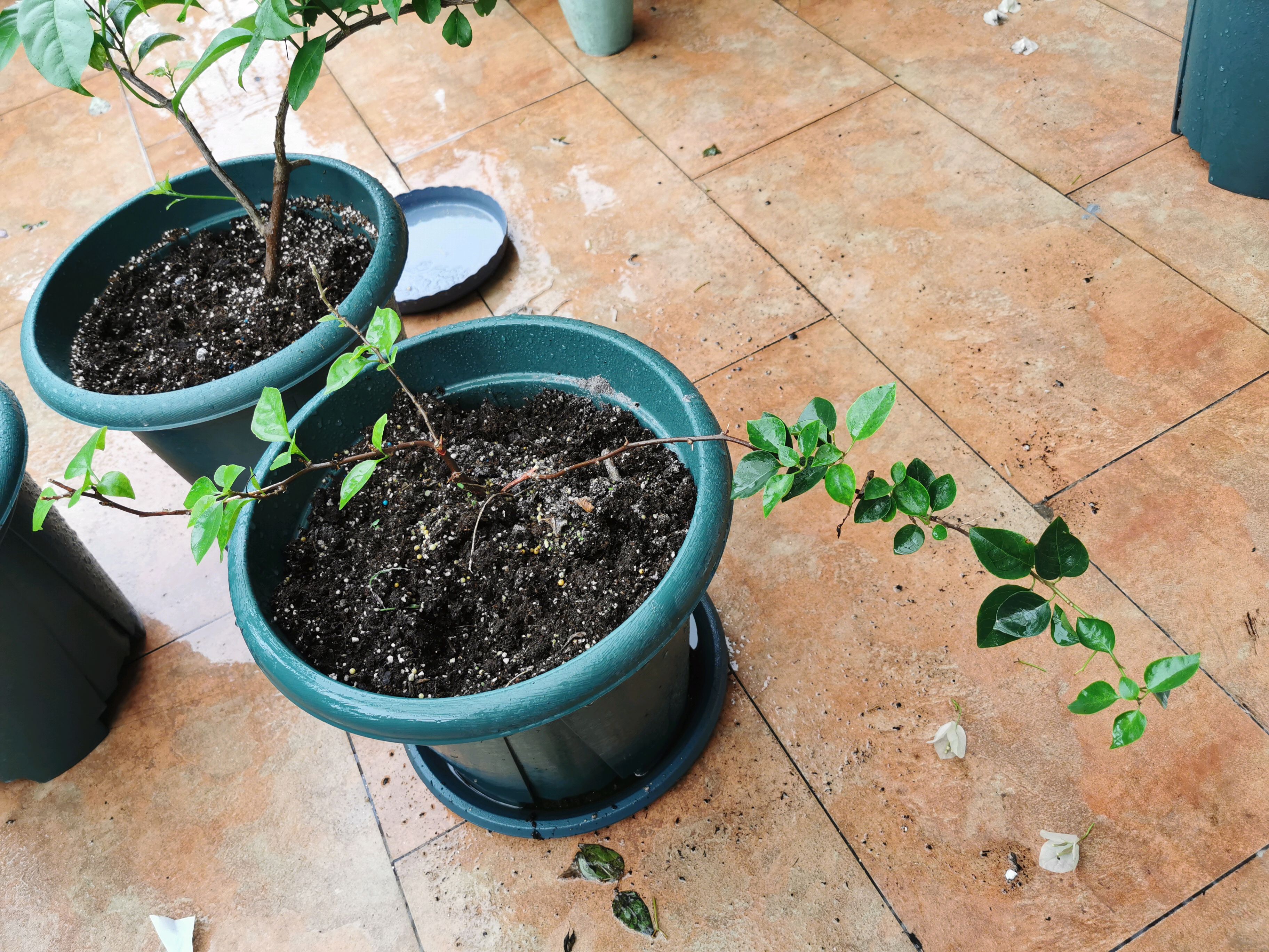 软枝条三角梅小苗塑形记