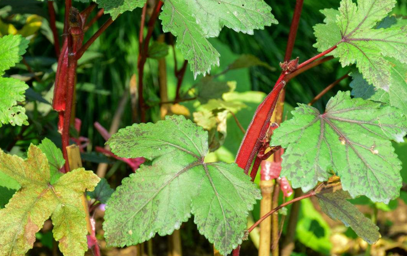 紫秋葵怎么种,田间管理需要做好哪些工作?