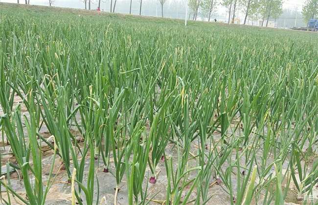 洋葱- 优质问答专区