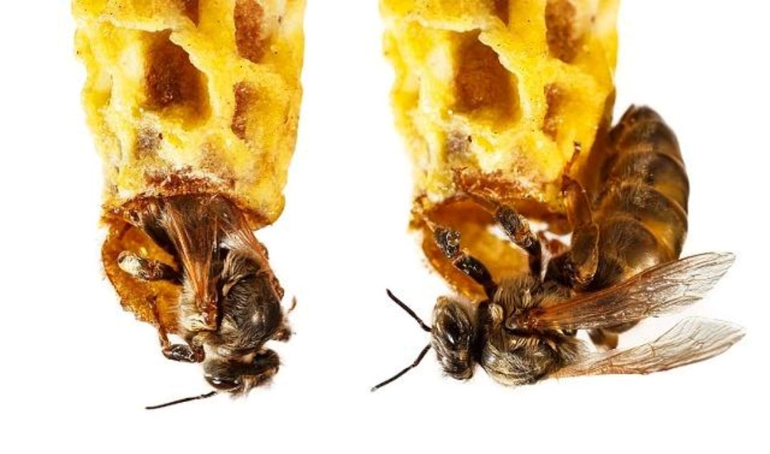 一,人工育王或介新王台,防止蜂群自然育王.