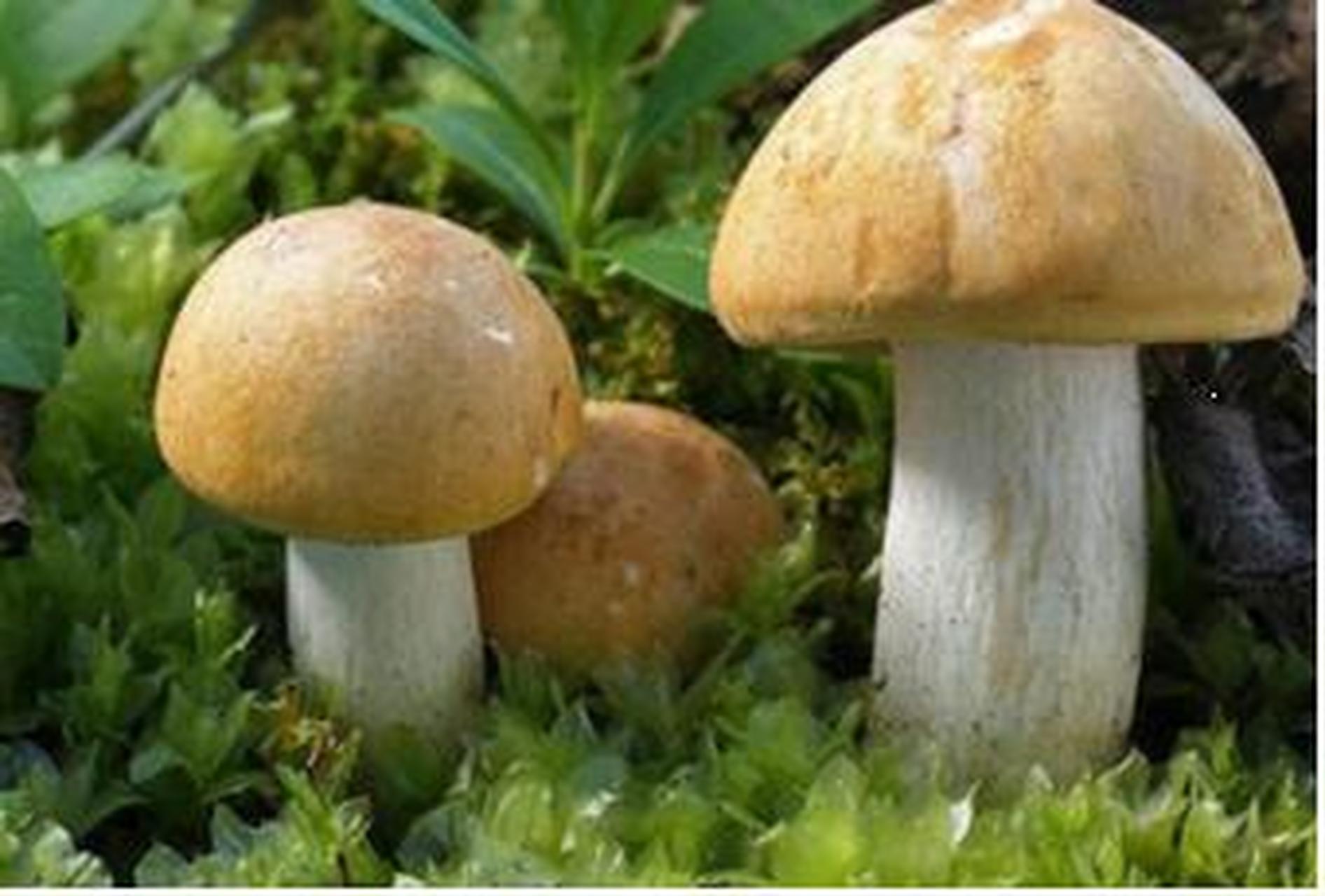 科普知识竞赛#【科普小知识】香杏丽蘑又称虎皮香杏,黄皮口蘑,香杏蘑