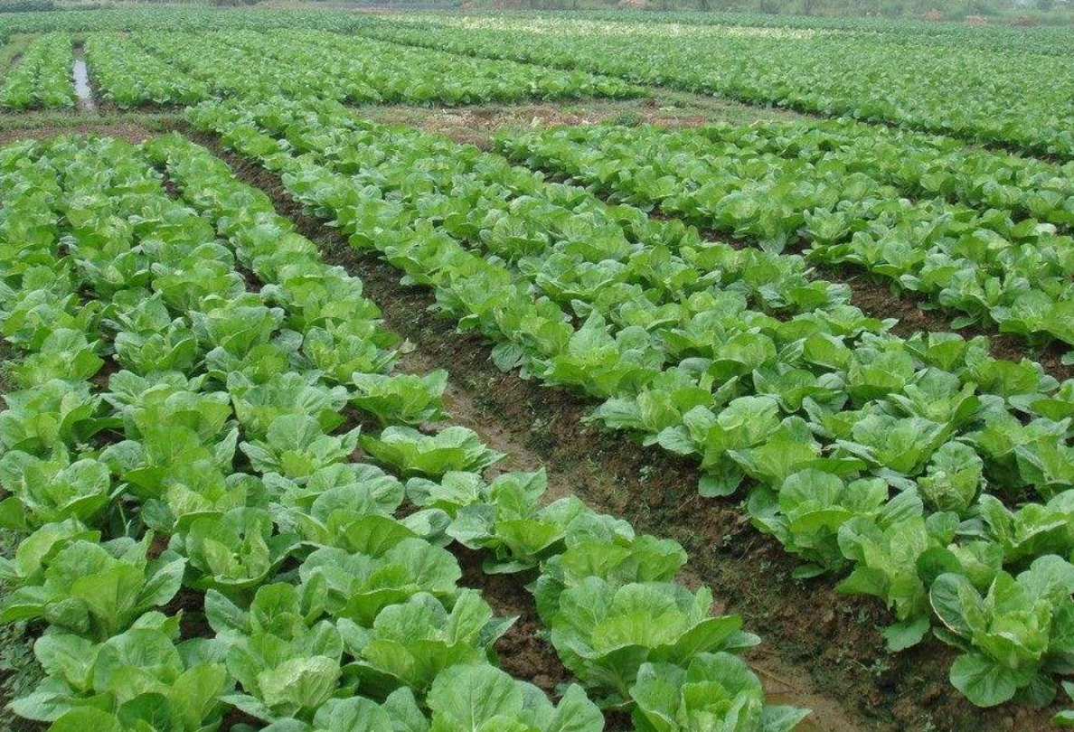 大白菜怎样种植更好吃?学会栽培加强管理丰产又丰收