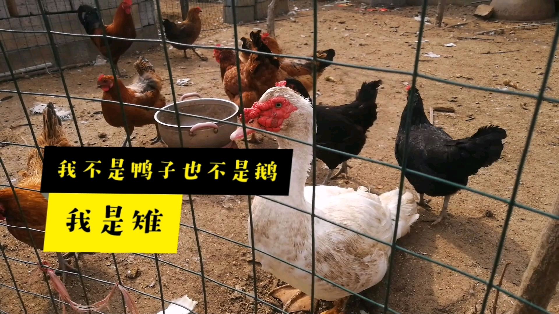 在农村很少见到的一种家禽,和鸭鹅很像,雉,你们认识吗?